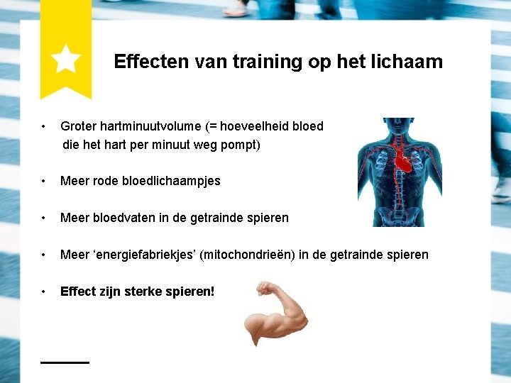 Effecten van training op het lichaam • Groter hartminuutvolume (= hoeveelheid bloed die het