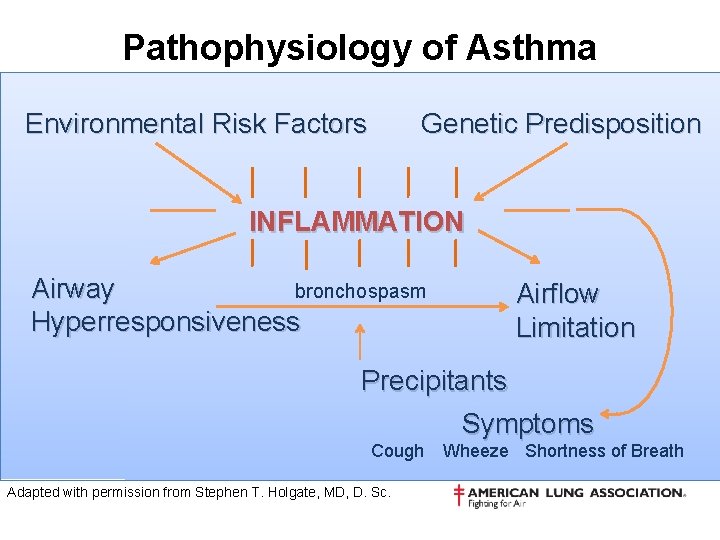Pathophysiology of Asthma Environmental Risk Factors Genetic Predisposition INFLAMMATION Airway bronchospasm Hyperresponsiveness Airflow Limitation
