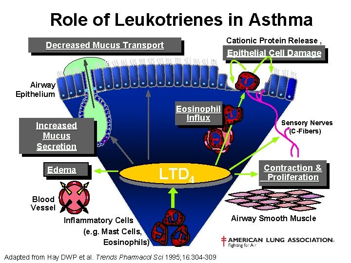 Role of Leukotrienes in Asthma Cationic Protein Release , Decreased Mucus Transport Epithelial Cell
