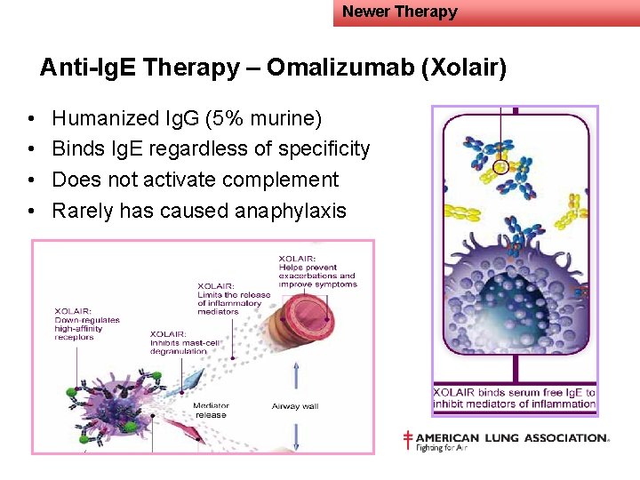 Newer Therapy Anti-Ig. E Therapy – Omalizumab (Xolair) • • Humanized Ig. G (5%