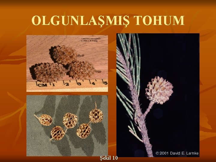 OLGUNLAŞMIŞ TOHUM Şekil 10 