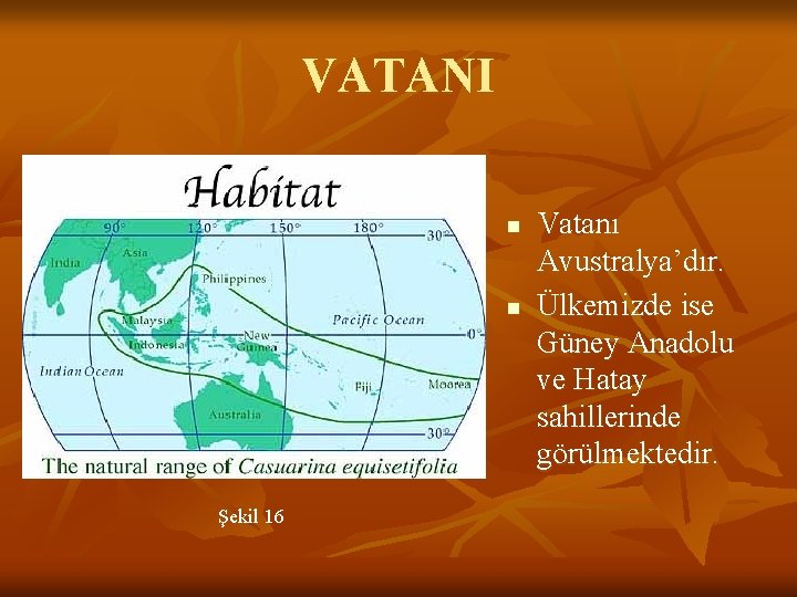 VATANI n n Şekil 16 Vatanı Avustralya’dır. Ülkemizde ise Güney Anadolu ve Hatay sahillerinde