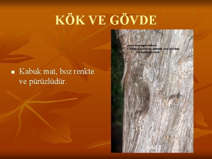 KÖK VE GÖVDE n Kabuk mat, boz renkte ve pürüzlüdür. Şekil 2 