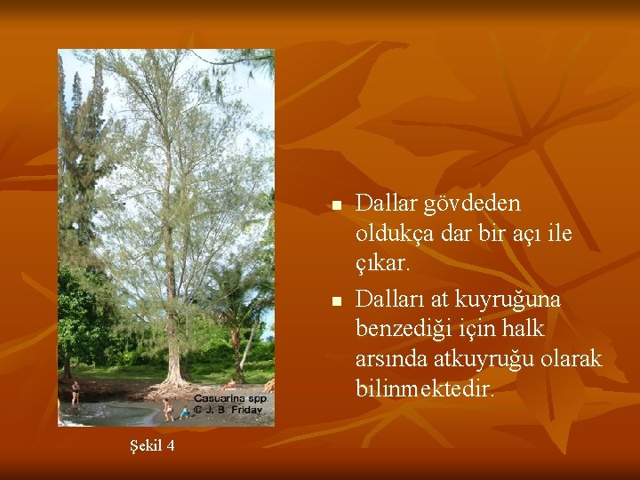 n n Şekil 4 Dallar gövdeden oldukça dar bir açı ile çıkar. Dalları at