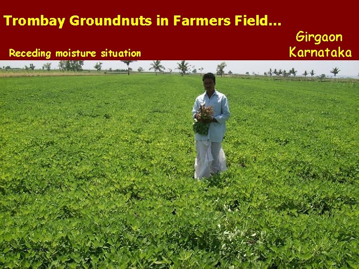 Trombay Groundnuts in Farmers Field… Receding moisture situation 15 th July 06 Girgaon Karnataka