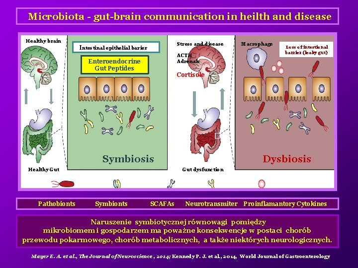 Microbiota - gut-brain communication in heilth and disease Healthy brain Stress and disease Intestinal