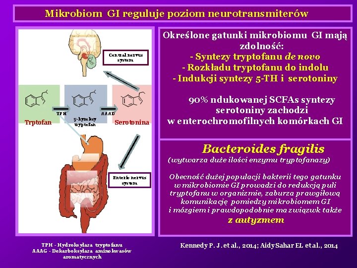 Mikrobiom GI reguluje poziom neurotransmiterów Central nervus system TPH Trptofan AAAD 5 -hyroksy tryptofan