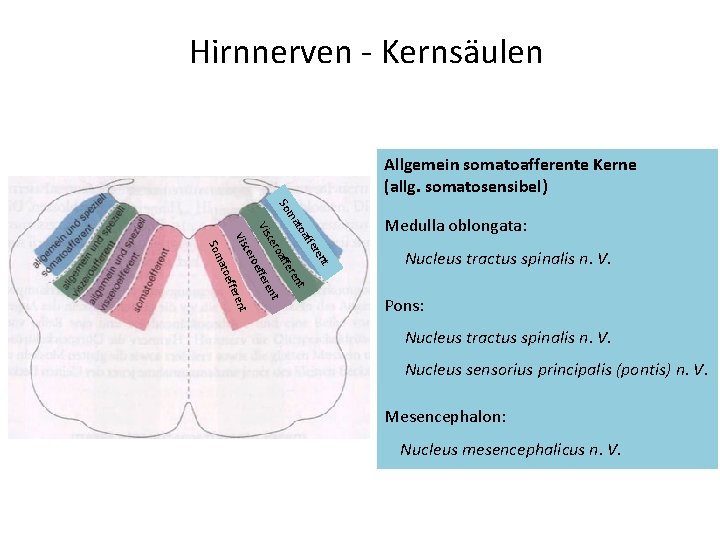 Hirnnerven - Kernsäulen Allgemein somatoafferente Kerne (allg. somatosensibel) ffe toa ma So t ren