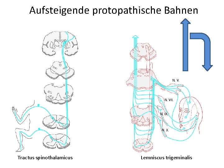 Aufsteigende protopathische Bahnen N. VII. N. IX. N. X. Tractus spinothalamicus Lemniscus trigeminalis 