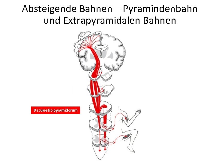 Absteigende Bahnen – Pyramindenbahn und Extrapyramidalen Bahnen Decussatio pyramidorum 