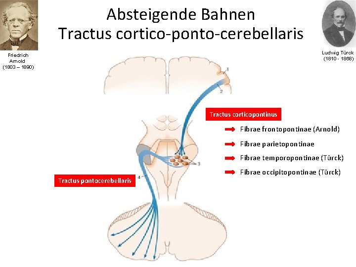 Absteigende Bahnen Tractus cortico-ponto-cerebellaris Ludwig Türck (1810 - 1868) Friedrich Arnold (1803 – 1890)