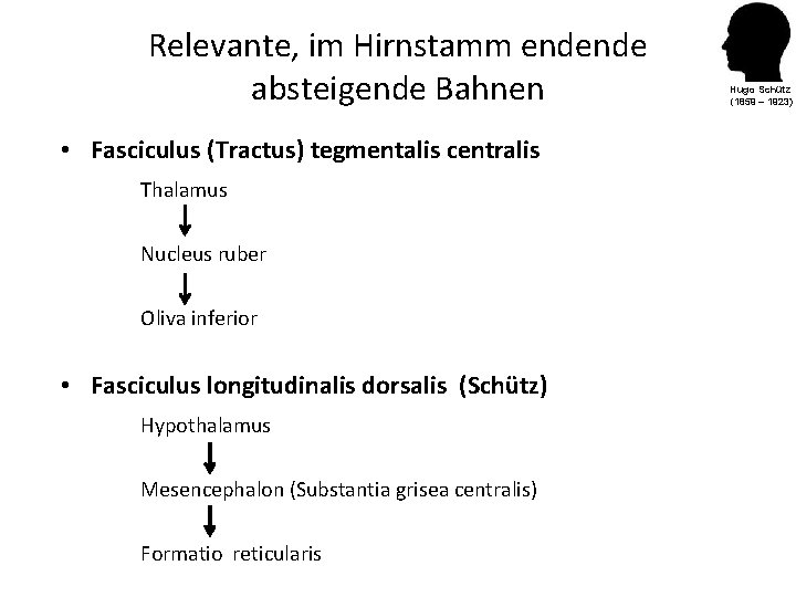 Relevante, im Hirnstamm endende absteigende Bahnen • Fasciculus (Tractus) tegmentalis centralis Thalamus Nucleus ruber