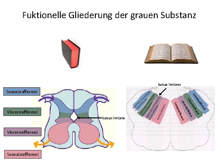 Fuktionelle Gliederung der grauen Substanz Sulcus limitans ren t t ent nt ere ren