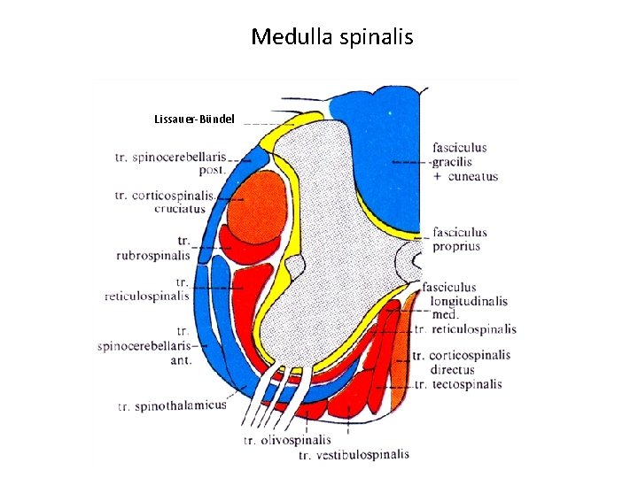 Medulla spinalis Lissauer-Bündel 