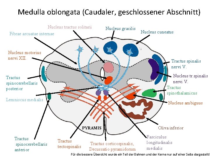 Medulla oblongata (Caudaler, geschlossener Abschnitt) Nucleus tractus solitarii Fibrae arcuatae internae Nucleus gracilis Nucleus