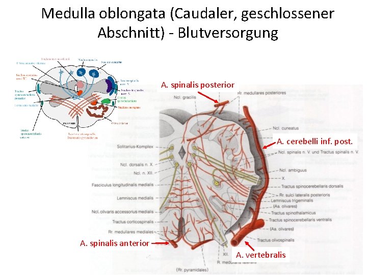 Medulla oblongata (Caudaler, geschlossener Abschnitt) - Blutversorgung A. spinalis posterior A. cerebelli inf. post.