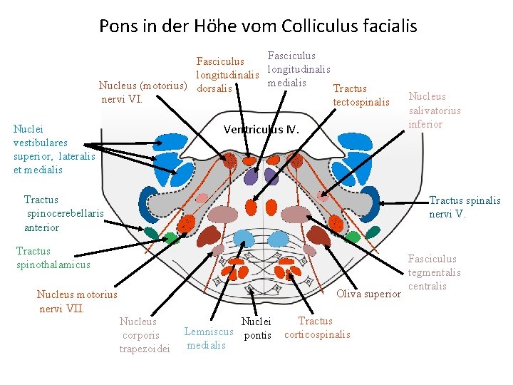 Pons in der Höhe vom Colliculus facialis Fasciculus longitudinalis medialis Nucleus (motorius) dorsalis Tractus