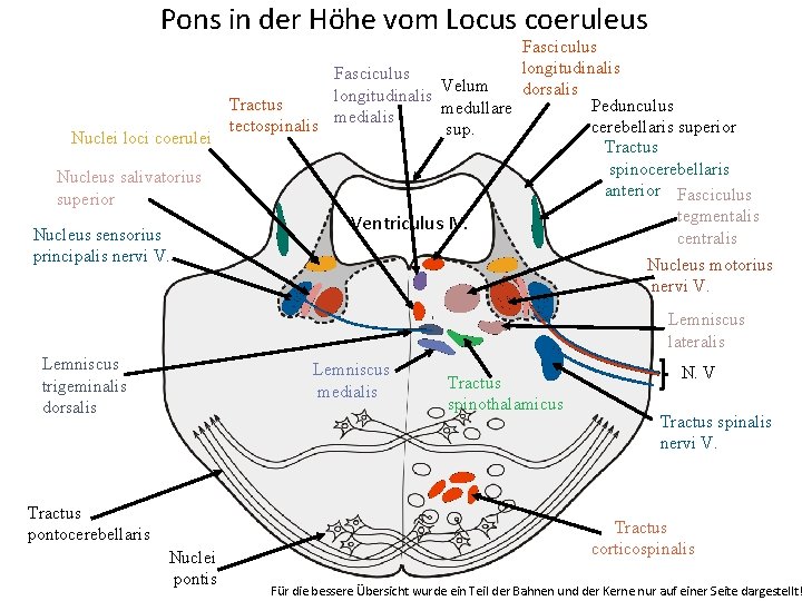 Pons in der Höhe vom Locus coeruleus Fasciculus longitudinalis Fasciculus Velum dorsalis longitudinalis Tractus