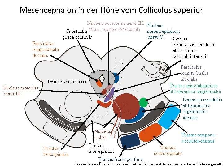 Mesencephalon in der Höhe vom Colliculus superior Nucleus accesorius nervi III. Nucleus Substantia (Nucl.