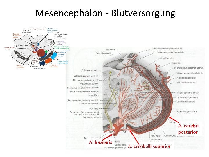 Mesencephalon - Blutversorgung A. cerebri posterior A. basilaris A. cerebelli superior 