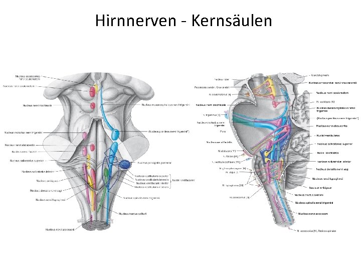 Hirnnerven - Kernsäulen 