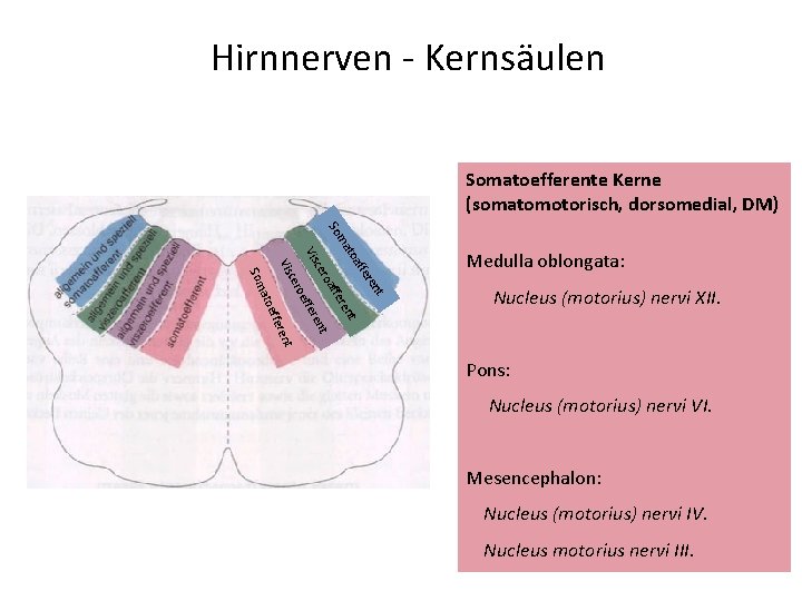 Hirnnerven - Kernsäulen Somatoefferente Kerne (somatomotorisch, dorsomedial, DM) ffe toa ma So t ren