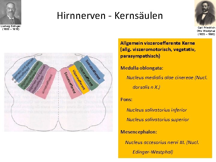 Hirnnerven - Kernsäulen Ludwig Edinger (1855 – 1918) Carl Friedrich Otto Westphal (1833 –