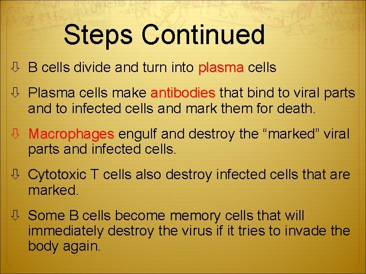 Steps Continued B cells divide and turn into plasma cells Plasma cells make antibodies