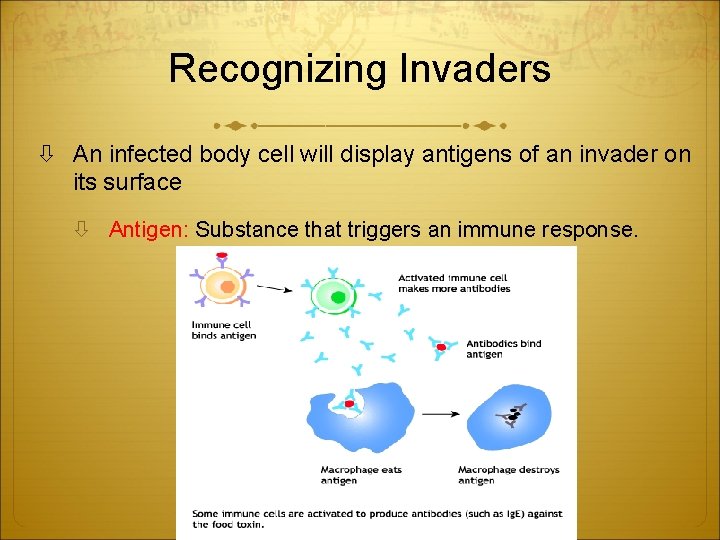 Recognizing Invaders An infected body cell will display antigens of an invader on its