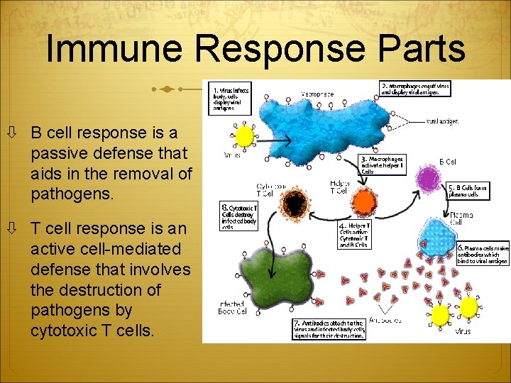 Immune Response Parts B cell response is a passive defense that aids in the