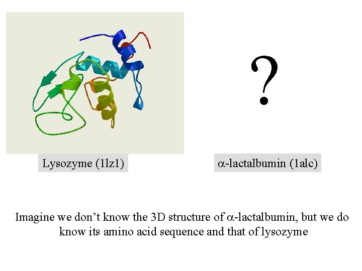 ? Lysozyme (1 lz 1) a-lactalbumin (1 alc) Imagine we don’t know the 3