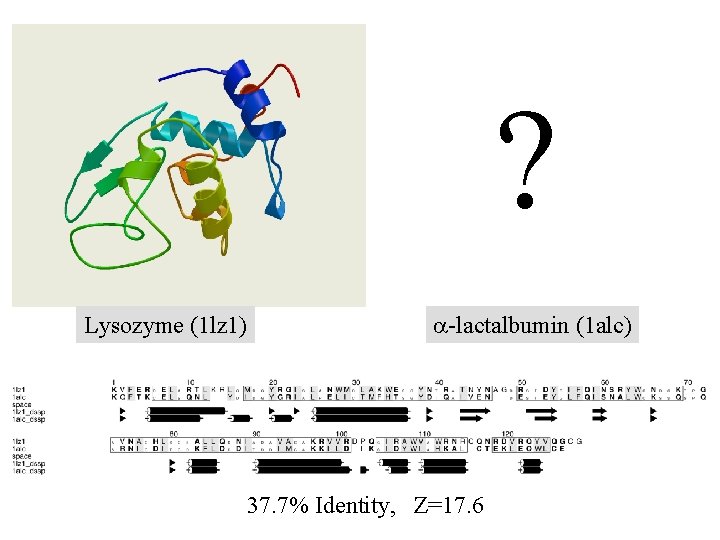 ? Lysozyme (1 lz 1) a-lactalbumin (1 alc) 37. 7% Identity, Z=17. 6 