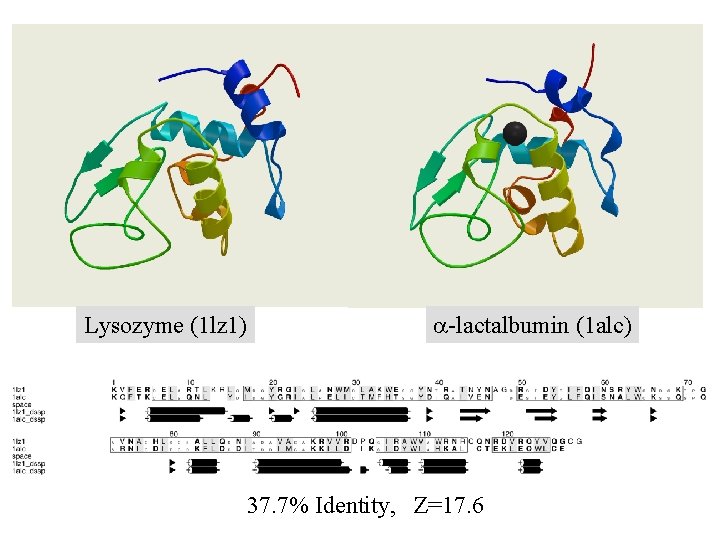 Lysozyme (1 lz 1) a-lactalbumin (1 alc) 37. 7% Identity, Z=17. 6 