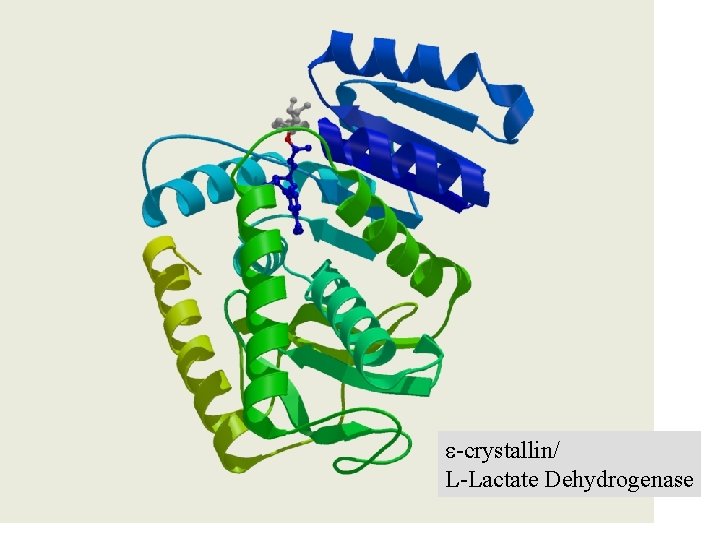 e-crystallin/ L-Lactate Dehydrogenase 