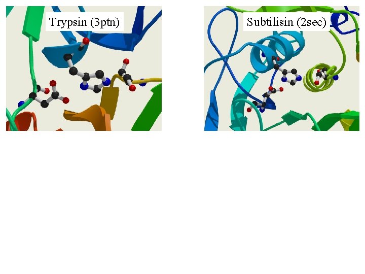 Trypsin (3 ptn) Subtilisin (2 sec) 