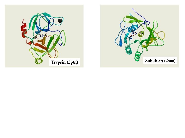 Trypsin (3 ptn) Subtilisin (2 sec) 