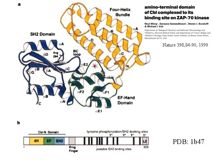 Nature 398, 84 -90, 1999 PDB: 1 b 47 