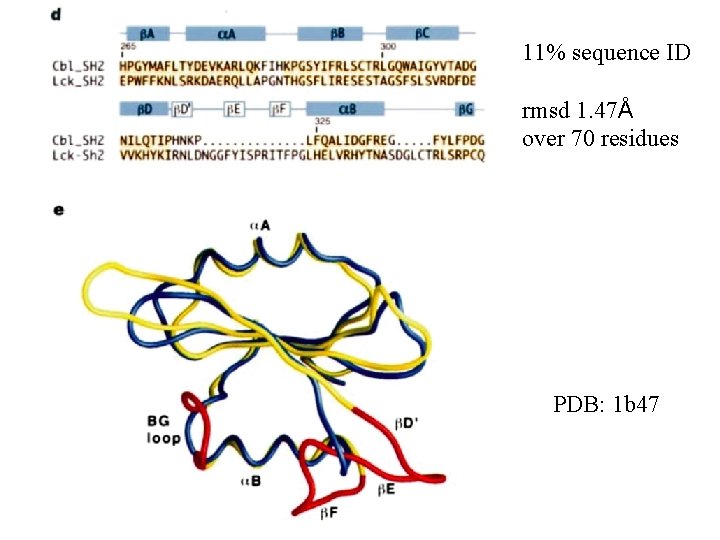 11% sequence ID rmsd 1. 47Å over 70 residues PDB: 1 b 47 