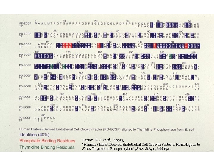 Barton, G. J. et al, (1992), "Human Platelet Derived Endothelial Cell Growth Factor is