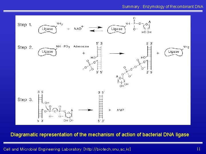 Summary : Enzymology of Recombinant DNA Diagramatic representation of the mechanism of action of