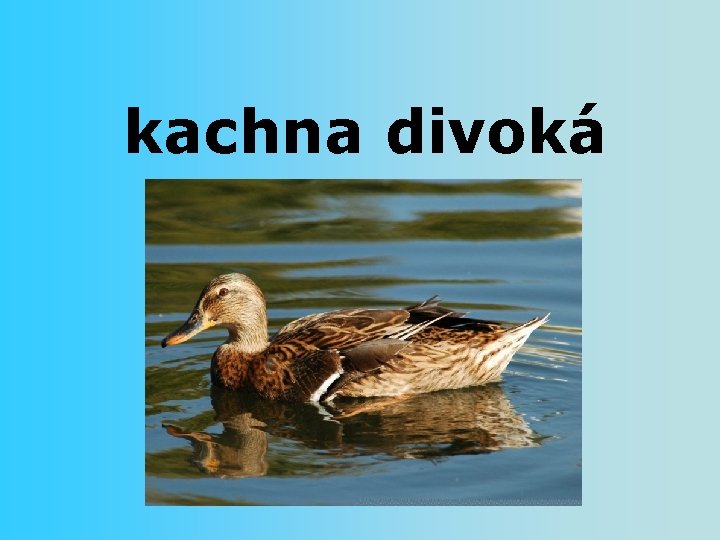kachna divoká 