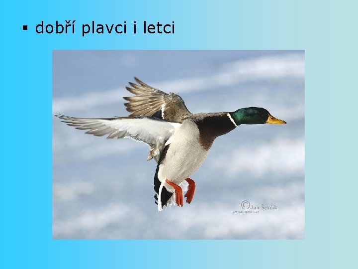 § dobří plavci i letci 