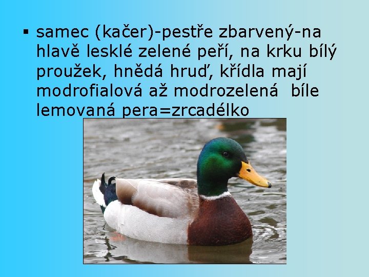 § samec (kačer)-pestře zbarvený-na hlavě lesklé zelené peří, na krku bílý proužek, hnědá hruď,