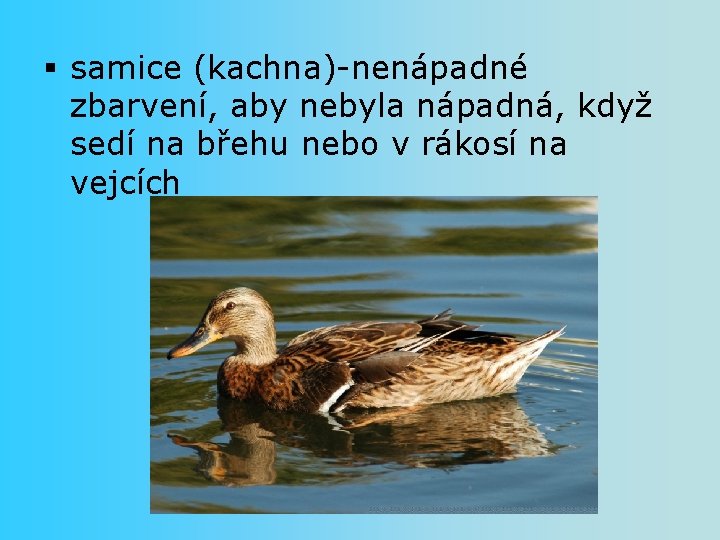 § samice (kachna)-nenápadné zbarvení, aby nebyla nápadná, když sedí na břehu nebo v rákosí