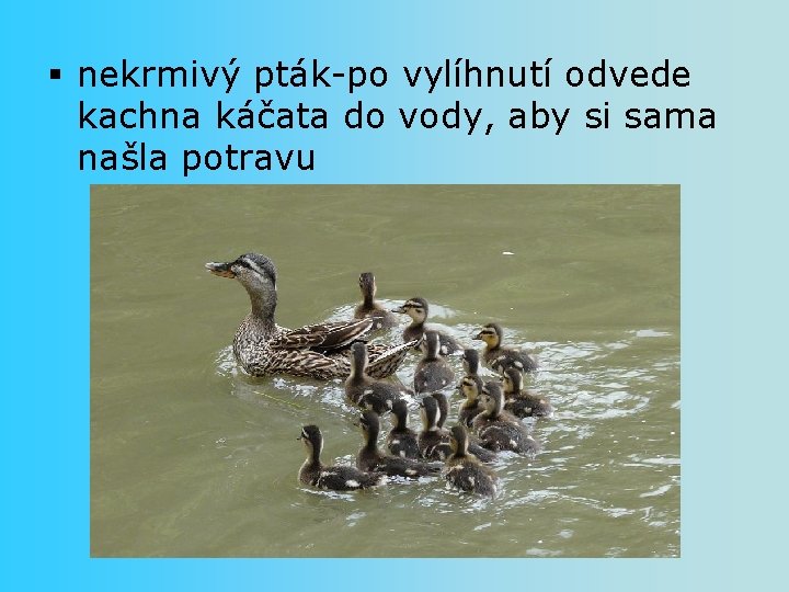 § nekrmivý pták-po vylíhnutí odvede kachna káčata do vody, aby si sama našla potravu