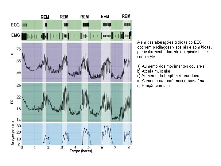 Além das alterações cíclicas do EEG ocorrem oscilações viscerais e somáticas, particularmente durante os