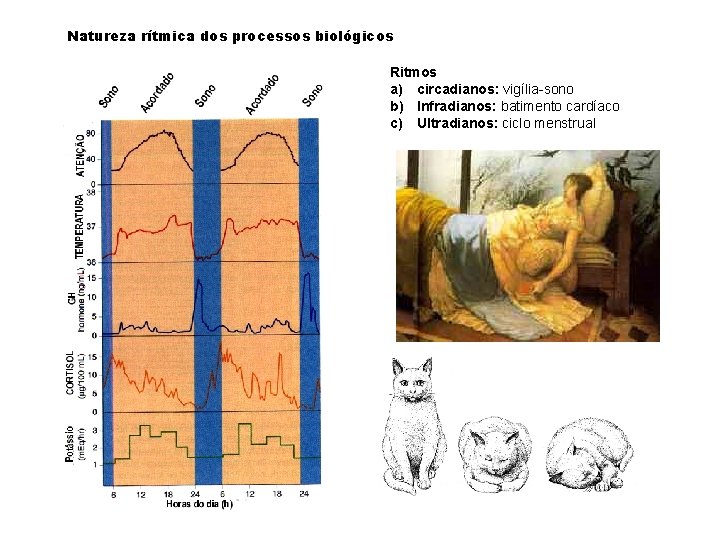 Natureza rítmica dos processos biológicos Ritmos a) circadianos: vigília-sono b) Infradianos: batimento cardíaco c)