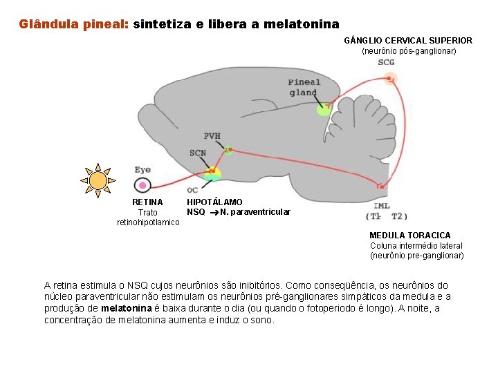 Glândula pineal: sintetiza e libera a melatonina G NGLIO CERVICAL SUPERIOR (neurônio pós-ganglionar) HIPOTÁLAMO