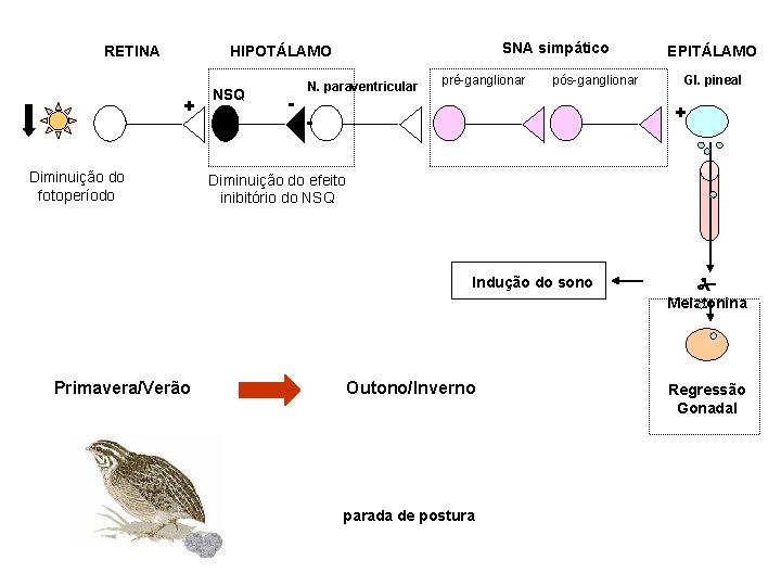 RETINA SNA simpático HIPOTÁLAMO + Diminuição do fotoperíodo NSQ - N. paraventricular pré-ganglionar pós-ganglionar