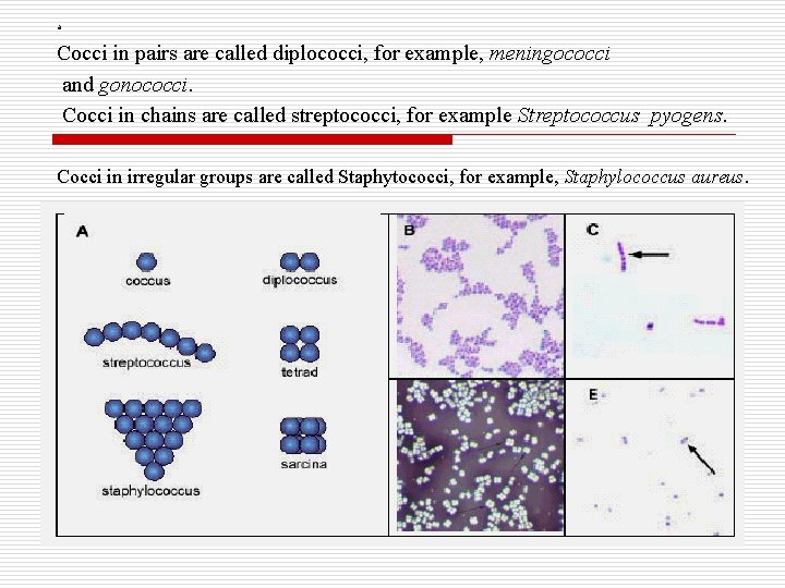 a Cocci in pairs are called diplococci, for example, meningococci and gonococci. Cocci in